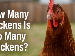 Clucking Over Chickens: Hanford Council Debates Backyard Hen Rules but Keeps Cap at Three