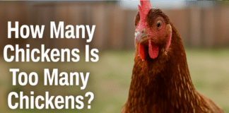 Clucking Over Chickens: Hanford Council Debates Backyard Hen Rules but Keeps Cap at Three