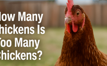 Clucking Over Chickens: Hanford Council Debates Backyard Hen Rules but Keeps Cap at Three