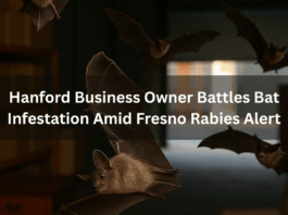 A group of bats flies inside a dimly lit warehouse with shelves and furniture visible in the background. Bold white text in the center reads Hanford Business Owner Battles Bat Infestation Amid Fre