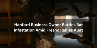 A group of bats flies inside a dimly lit warehouse with shelves and furniture visible in the background. Bold white text in the center reads Hanford Business Owner Battles Bat Infestation Amid Fre